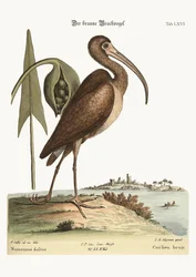 Der braune Brachvogel, 1749-73